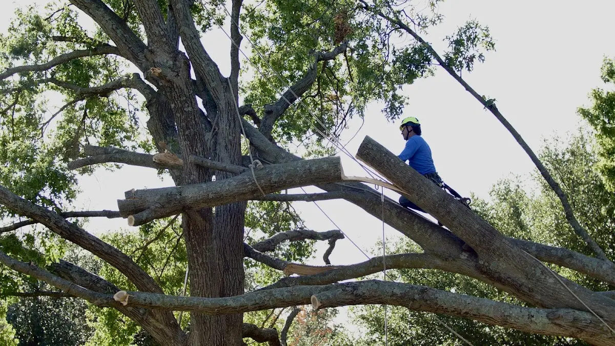 Professional Hazardous Tree Removal performed by certified arborists in Ophir