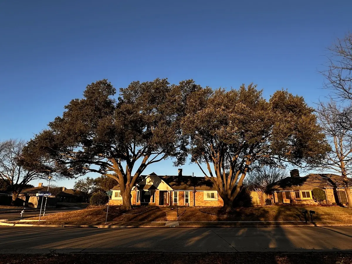 Established residential canopy tree shading a home in Ophir