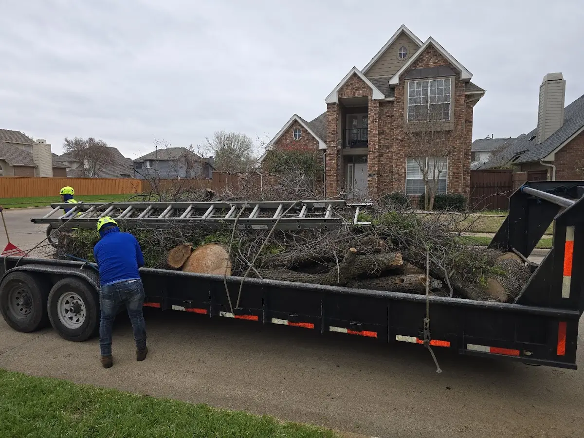 Expert Tree Removal with proper safety equipment in Ophir